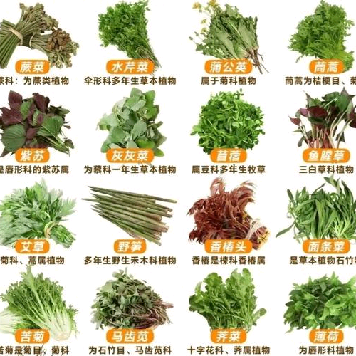 挖野菜群 群聊头像