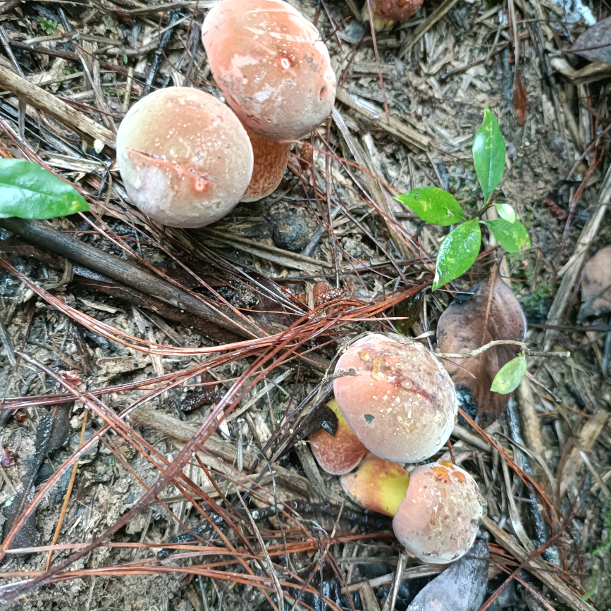 蒙自捡菌小分队 群聊头像