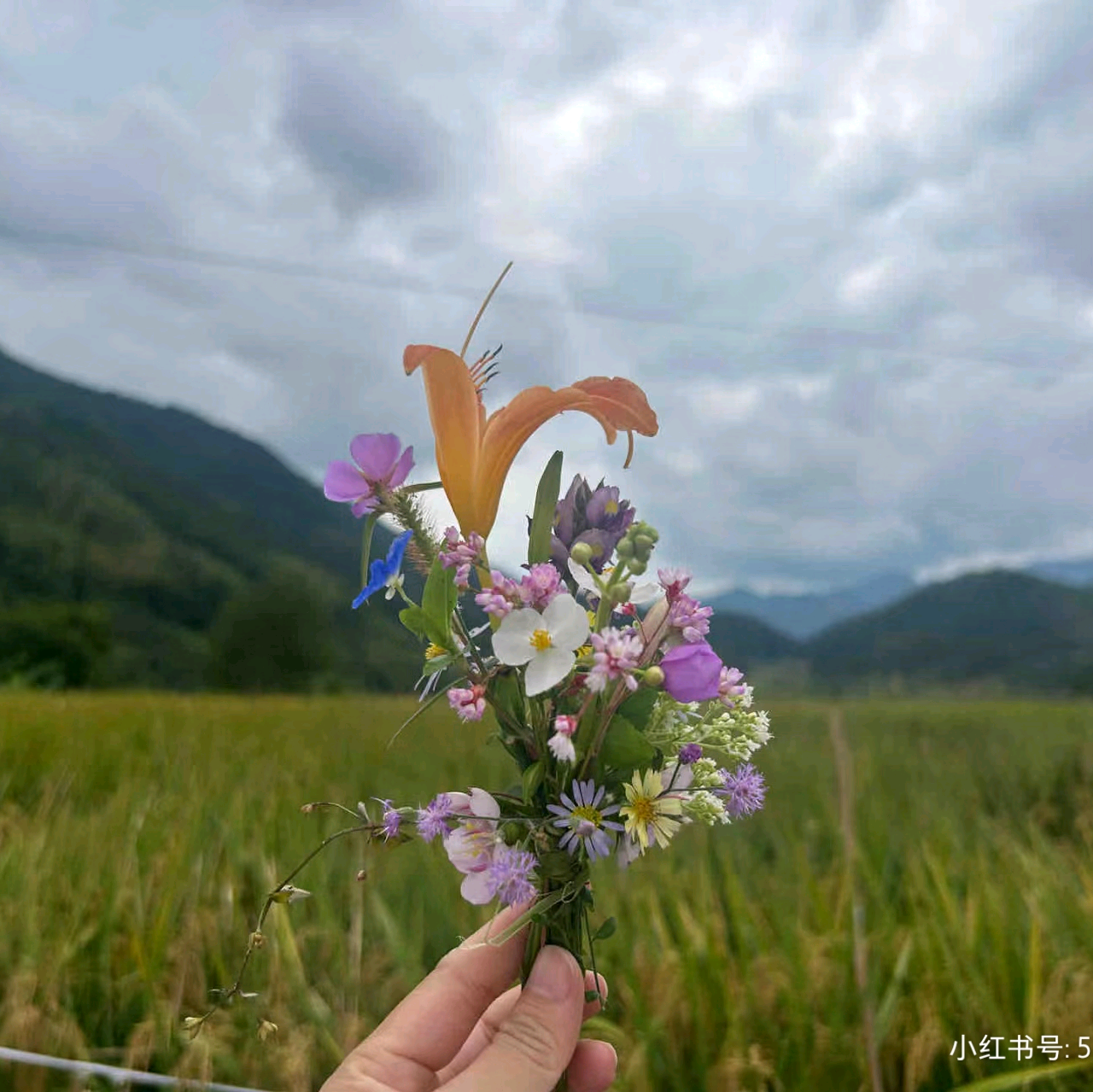 忍冬的花园 群聊头像