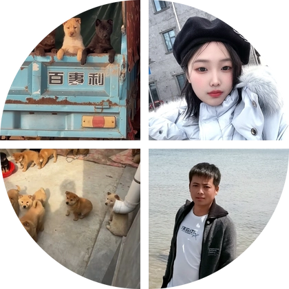 中华田园犬群3 群聊头像