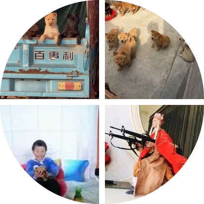 中华田园犬群2 群聊头像