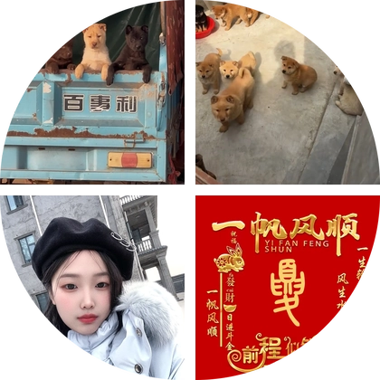 中华田园犬5 群聊头像