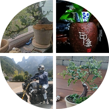 盆景交流群 群聊头像