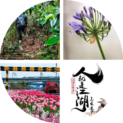 杭州挖野菜大队 群聊头像