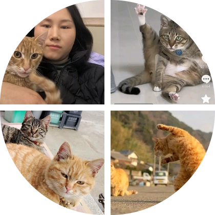 安徽—安庆市 无偿领养与送养群 群聊头像