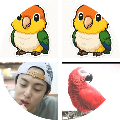 山东临沂中大型鹦鹉🦜 群聊头像