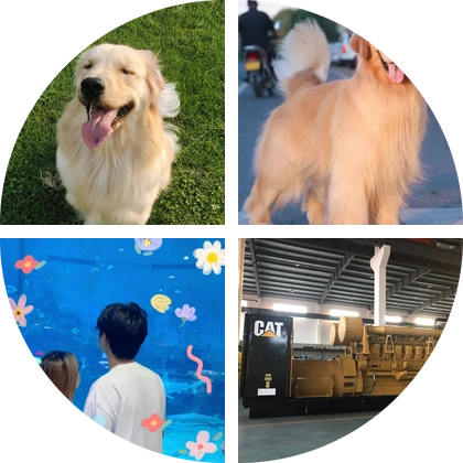 小鸡毛喂养交流群 群聊头像