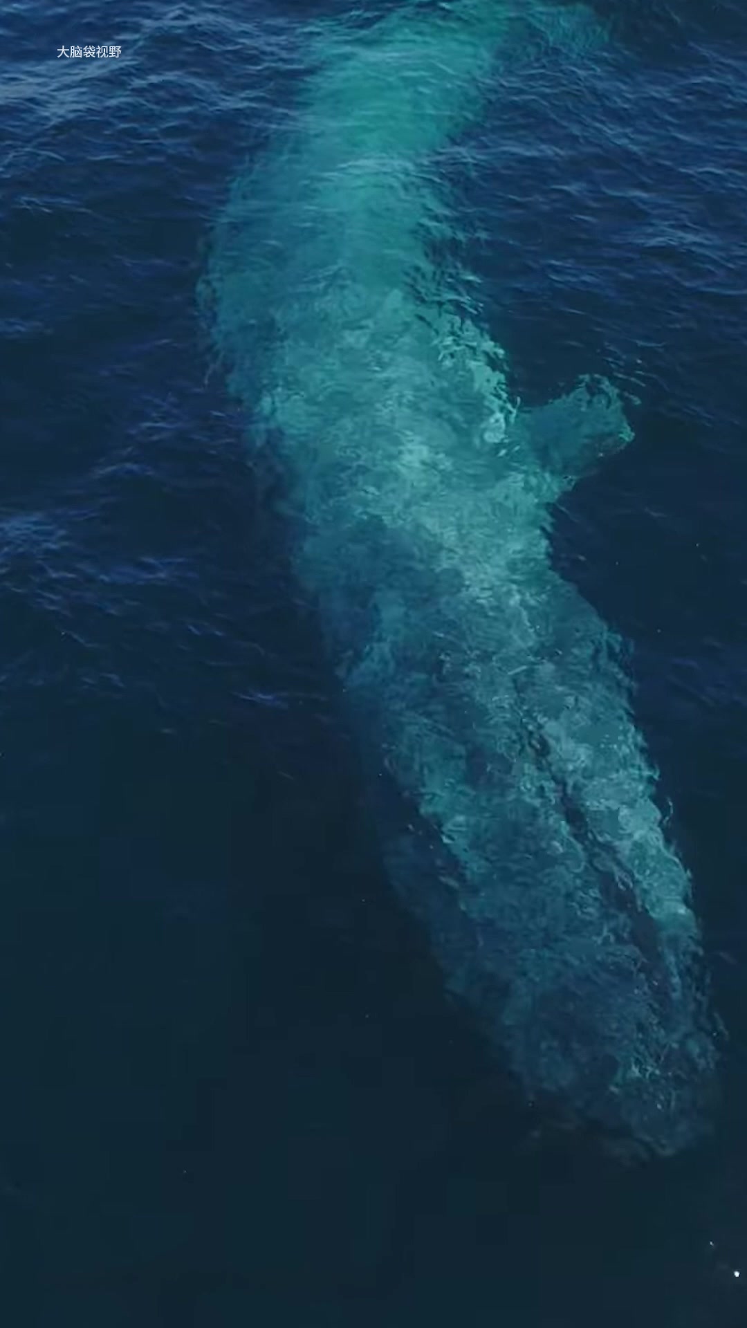 蓝鲸地球46亿年来最大的动物！体长33米，重量接近200吨#蓝鲸#鲸鱼#座头鲸#鲸落#海洋生物-2345少年版，绿色安全的青少年上网导航