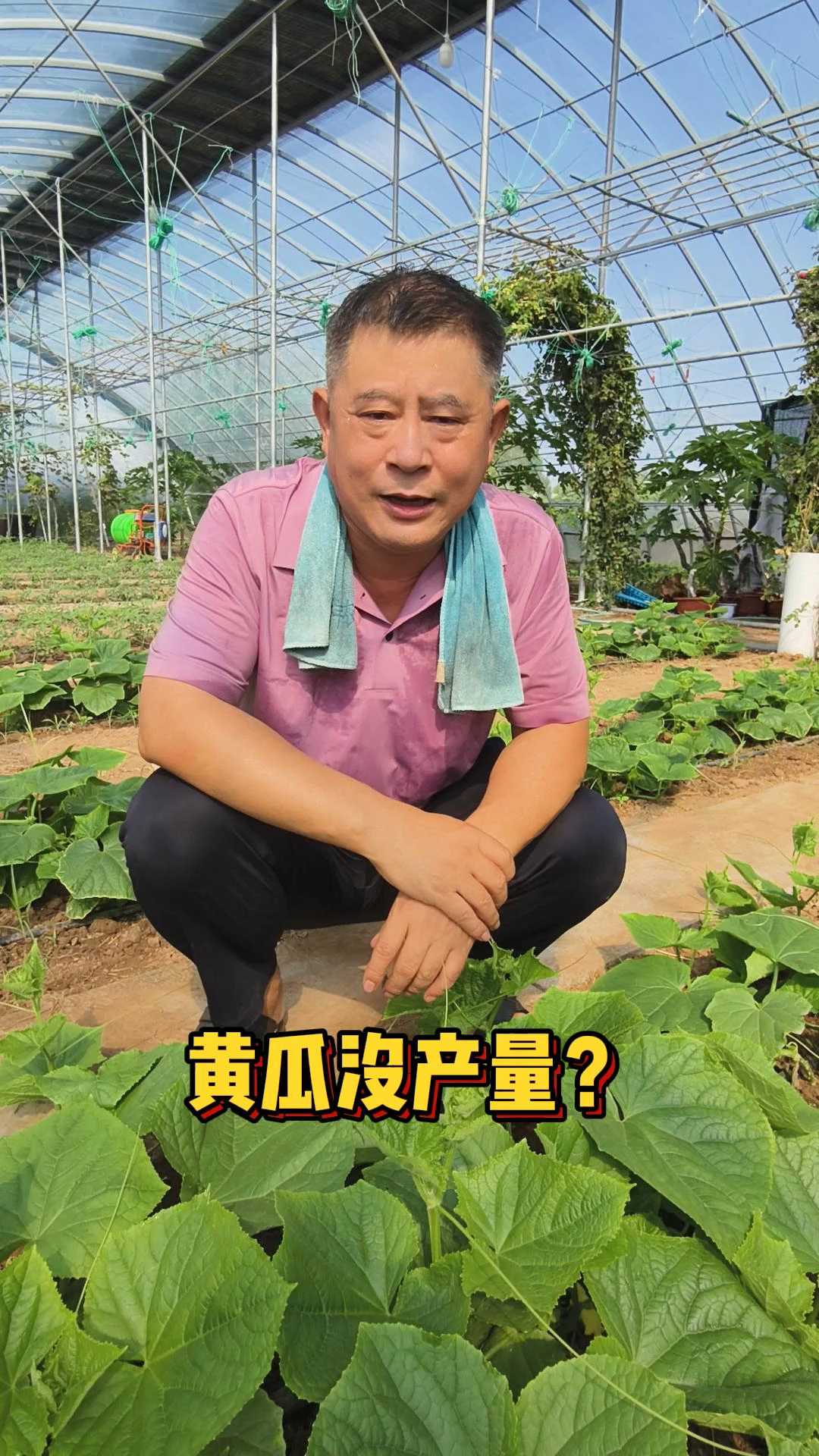黄瓜没产量怎么办#农业种植 #三农 #黄瓜