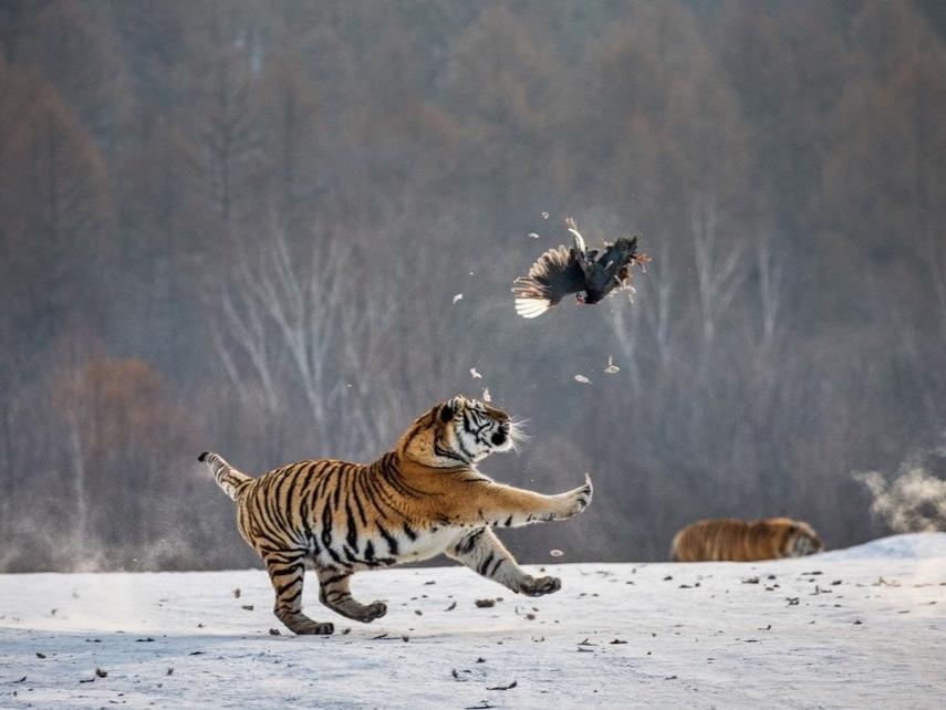 这个虎年,我们来操心一只东北虎的脱单问题