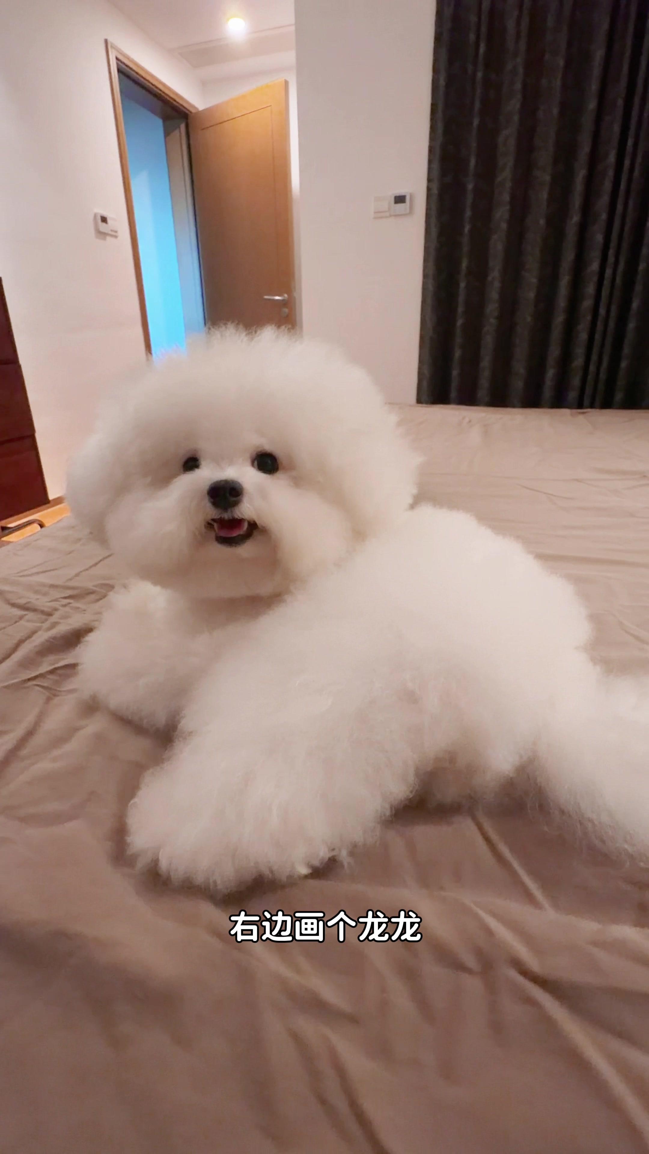 狗狗的正太扭腰好可爱