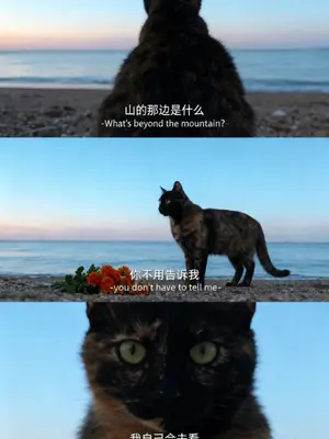 #黑白边牧 #海的那边是什么 #治愈