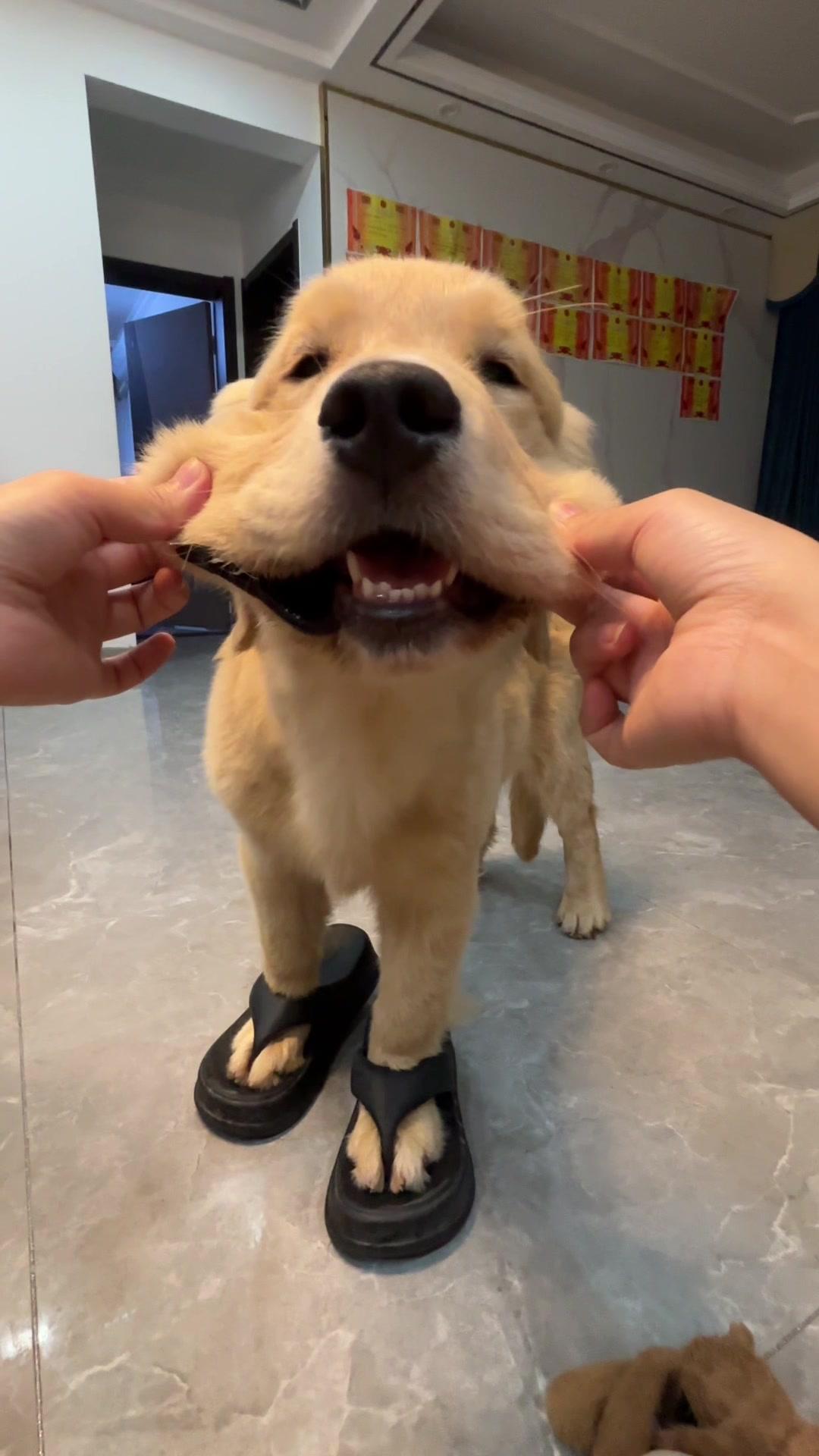 来个大狗叫一叫