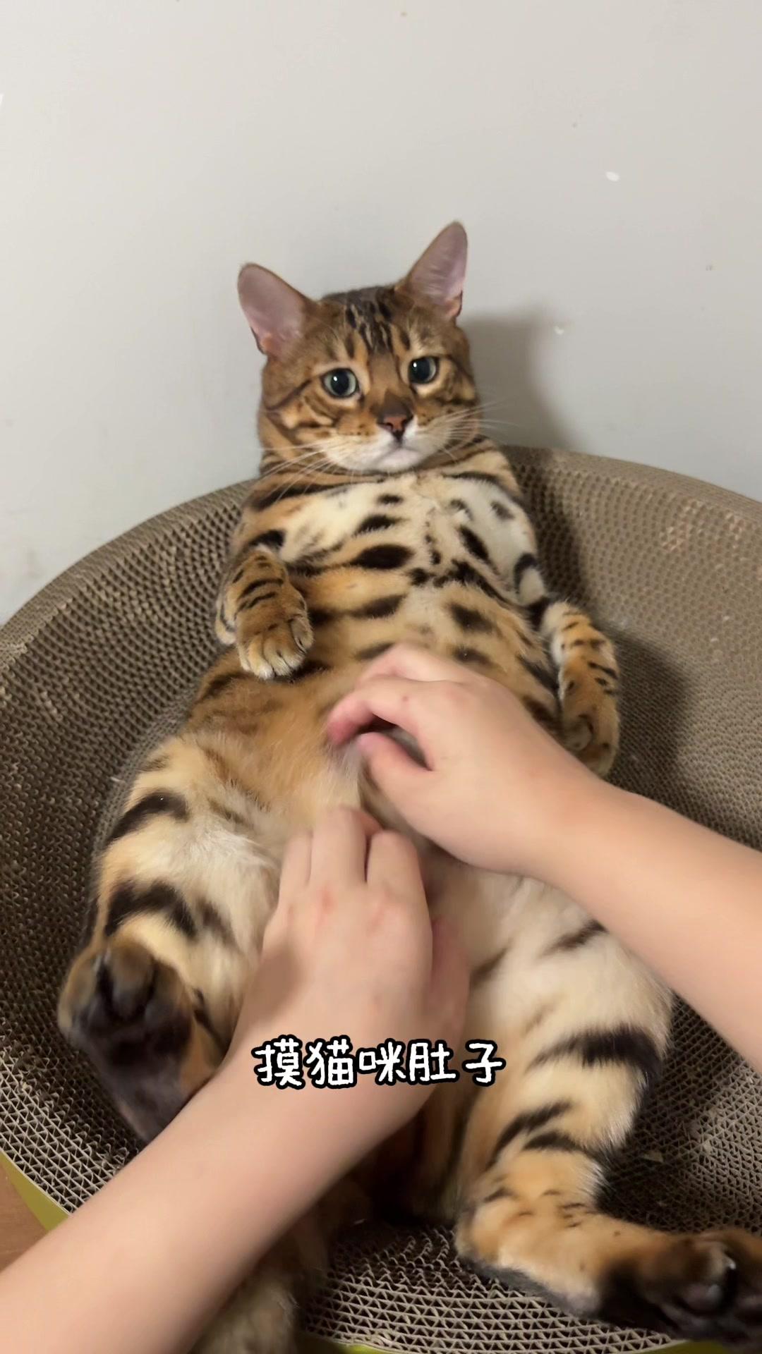 小猫脾气测试