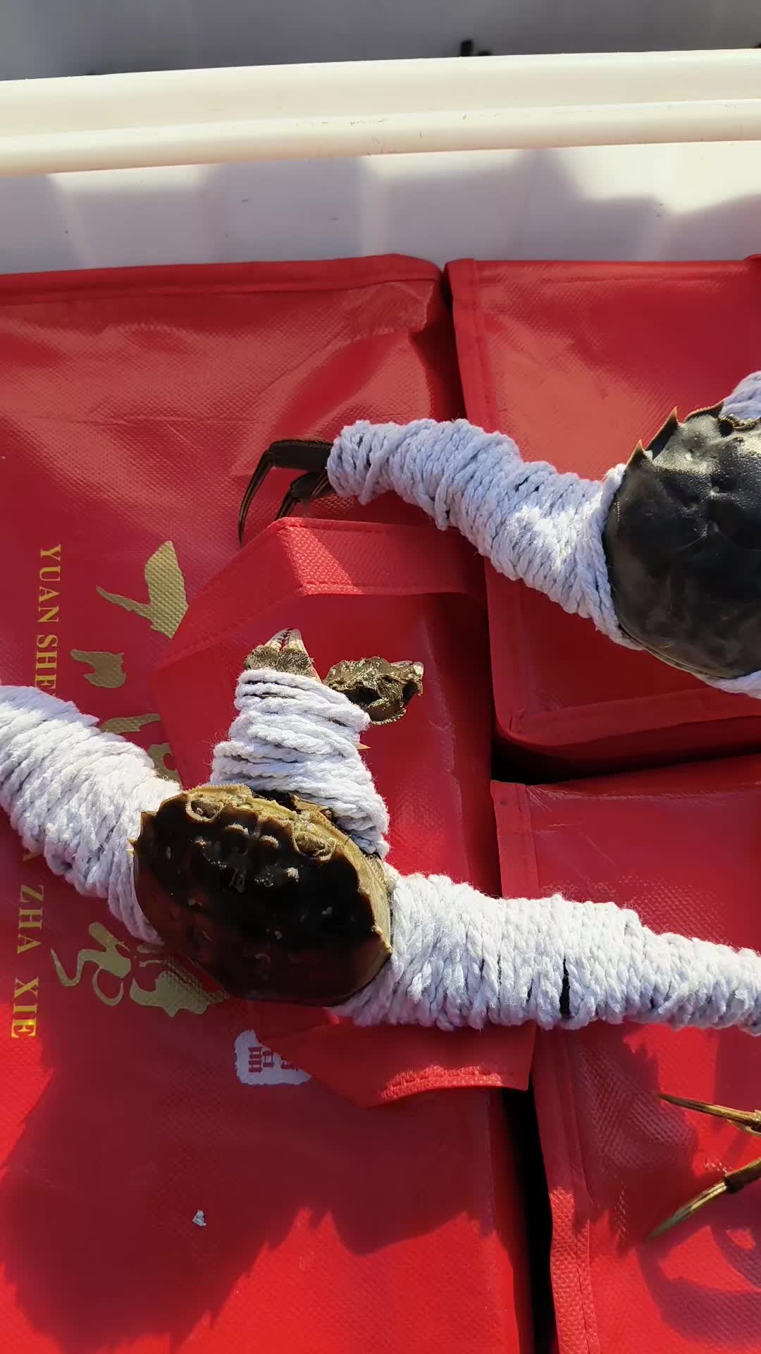 真周到冬天还要给大闸蟹穿棉衣 真周到冬天还要给大闸蟹穿棉衣